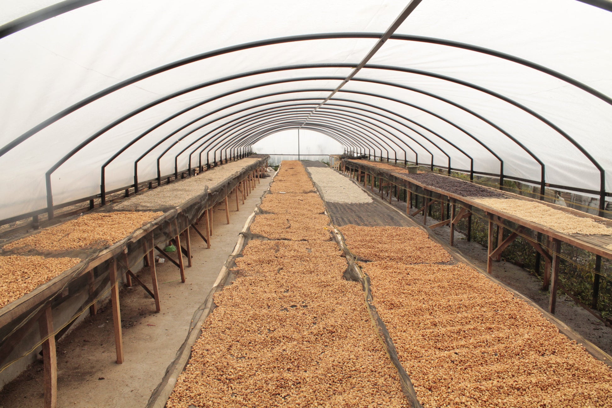 INDONESIA Sadayana FIL - WAY Coffee Roasters