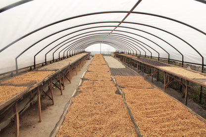 INDONESIA Sadayana FIL - WAY Coffee Roasters
