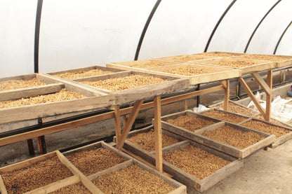 INDONESIA Sadayana FIL - WAY Coffee Roasters
