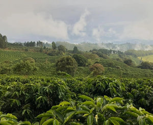 Costa Rica - Filter - Milenio Red Honey - Apricot, peach, caramel, caramelized almonds, milk chocolate, sugar cane and maple syrup