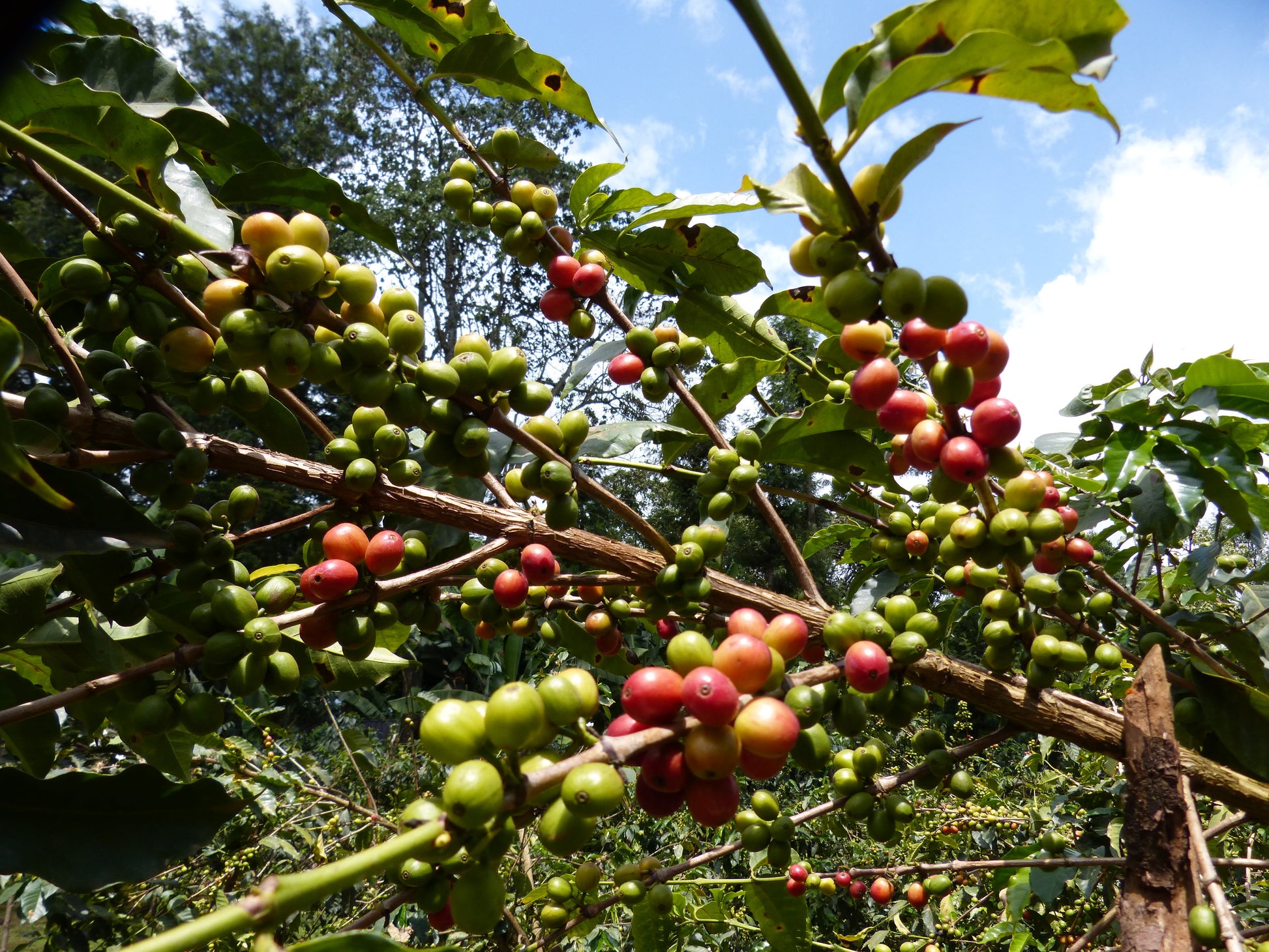 KENYA Kiri Kirinyaga FIL - WAY Coffee Roasters