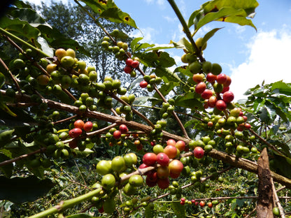 KENYA Kiri Kirinyaga FIL - WAY Coffee Roasters