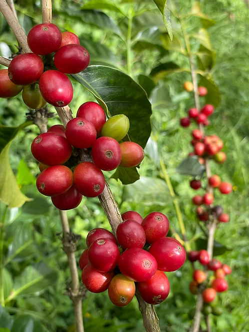 COLOMBIA Papayo Betulia Betulia FIL - WAY Coffee Roasters