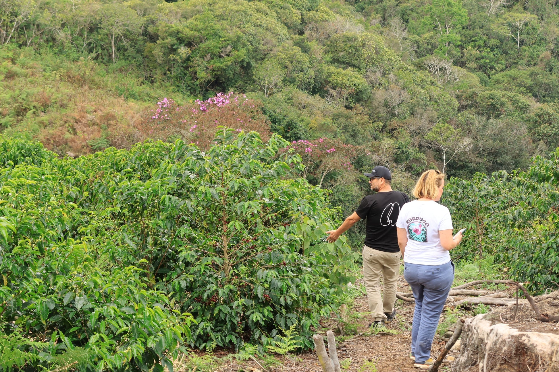 PERU Timbuyacu Red Bourbon FIL - WAY Coffee Roasters