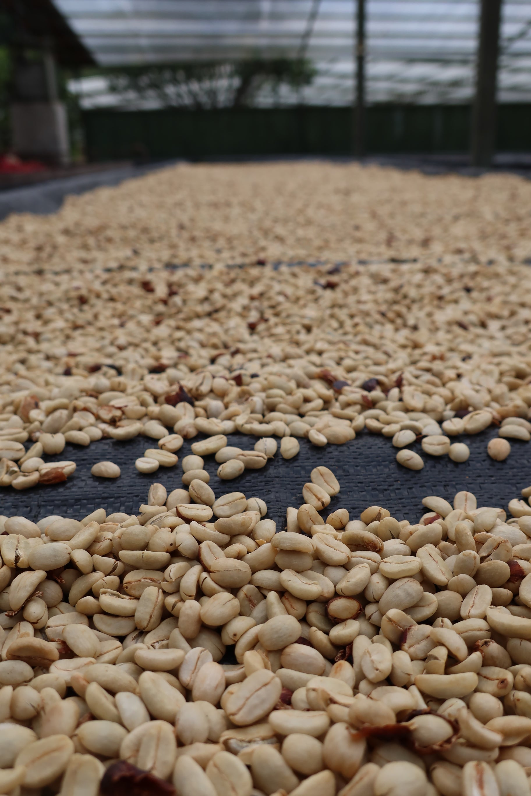 PERU Timbuyacu Red Bourbon FIL - WAY Coffee Roasters
