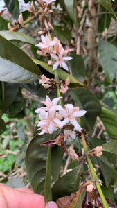 GUATEMALA Finca Familia Jimenez ESP