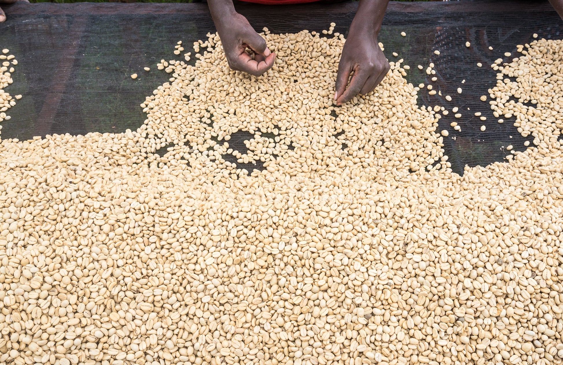 KENYA Kiri Kirinyaga FIL - WAY Coffee Roasters