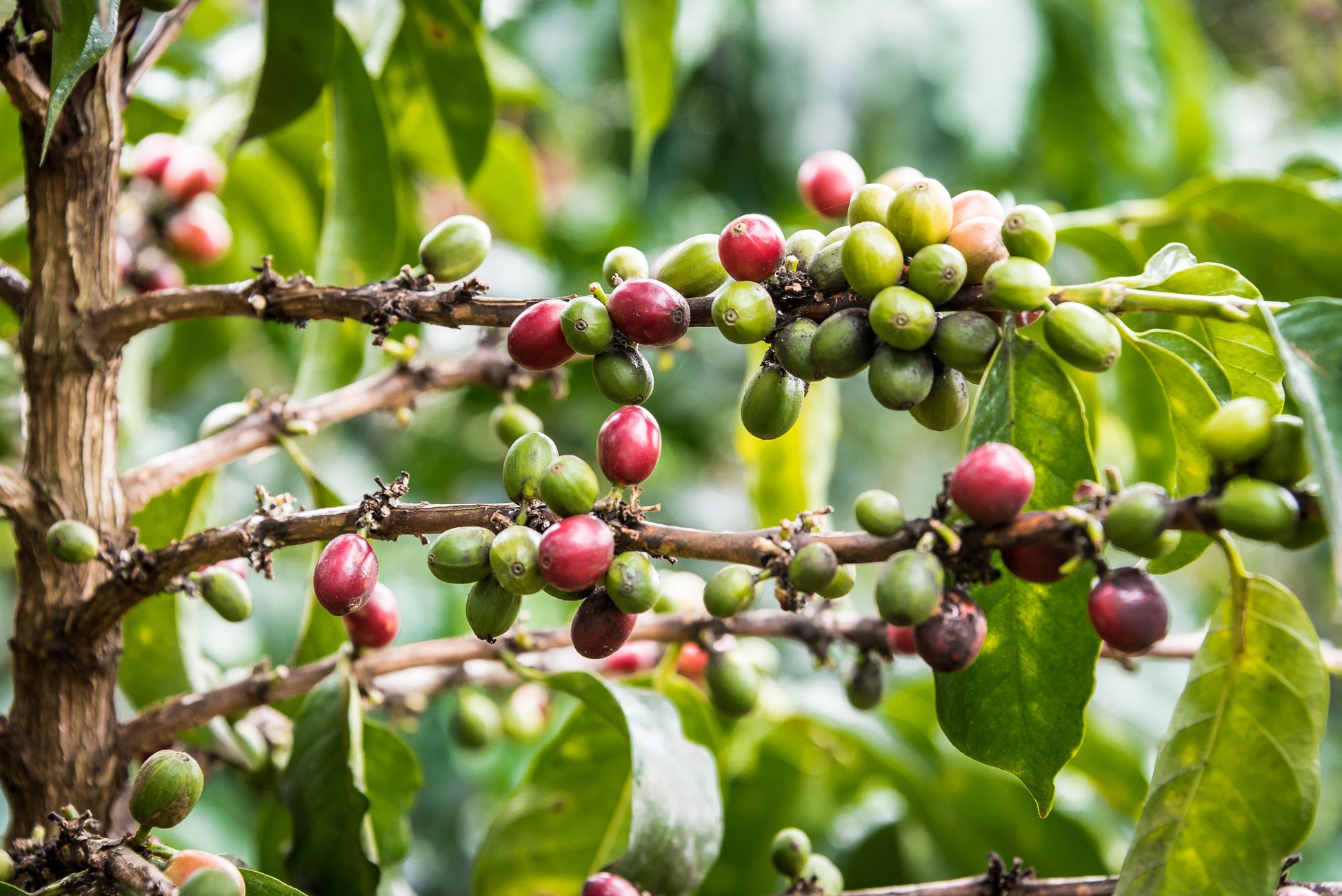 KENYA Kiri Kirinyaga FIL - WAY Coffee Roasters