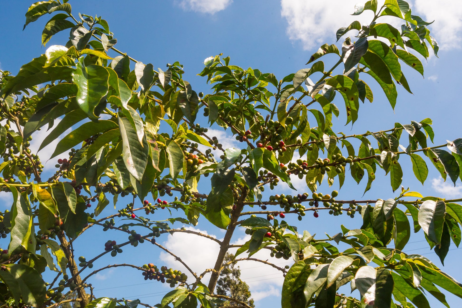 KENYA Kiri Kirinyaga FIL - WAY Coffee Roasters