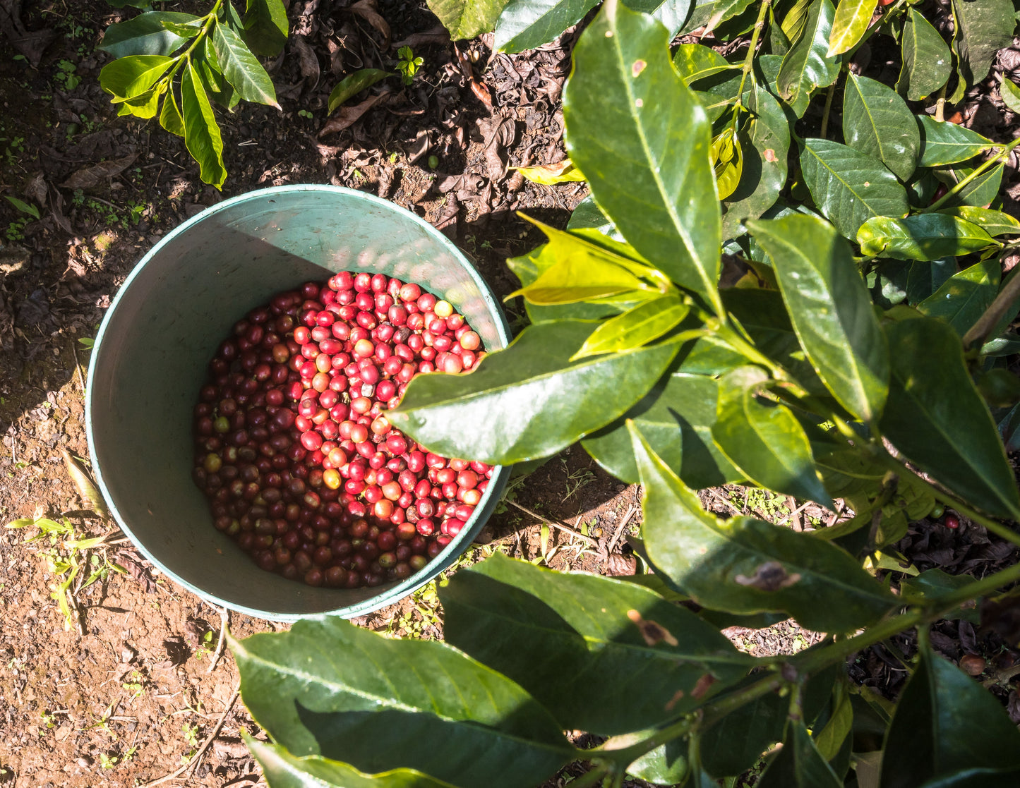 KENYA Kiri Kirinyaga FIL - WAY Coffee Roasters