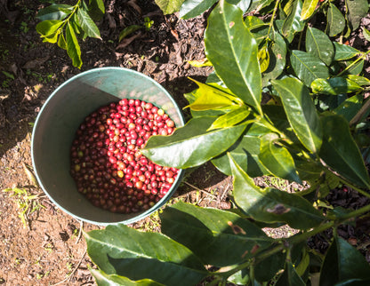 KENYA Kiri Kirinyaga FIL - WAY Coffee Roasters