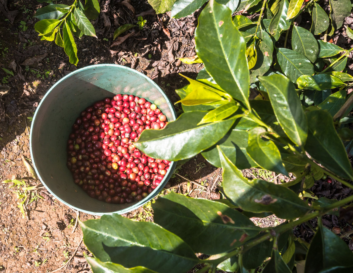 KENYA Kiri Kirinyaga ESP - WAY Coffee Roasters