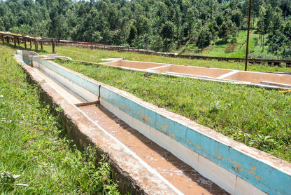KENYA Kiri Kirinyaga FIL - WAY Coffee Roasters