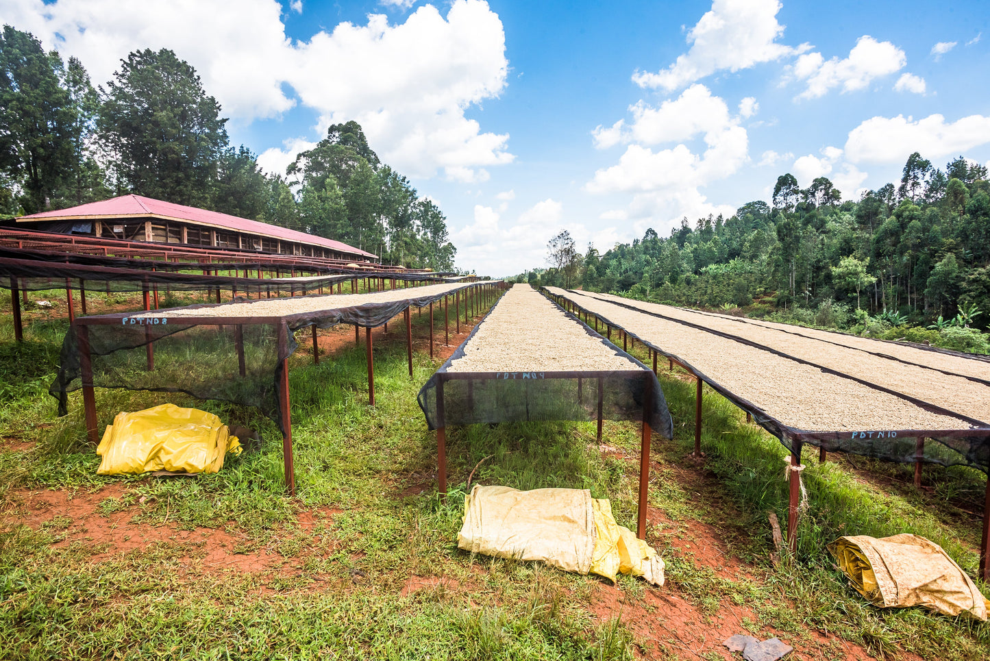 KENYA Kiamabara Nyeri PB FIL