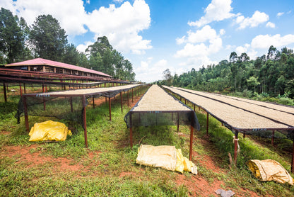 KENYA Kiamabara Nyeri PB FIL