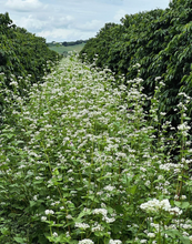 Afbeelding in Gallery-weergave laden, BRAZIL Fazenda Lagoinha ESP
