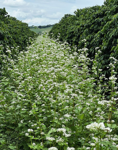 BRAZIL Fazenda Lagoinha ESP