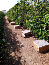 Afbeelding in Gallery-weergave laden, BRAZIL Fazenda Lagoinha ESP