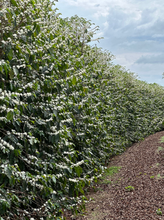 Afbeelding in Gallery-weergave laden, BRAZIL Fazenda Lagoinha ESP