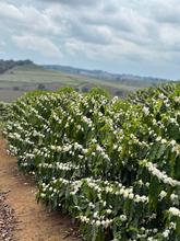 Afbeelding in Gallery-weergave laden, BRAZIL Fazenda Lagoinha ESP