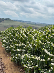 BRAZIL Fazenda Lagoinha ESP