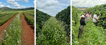 Afbeelding in Gallery-weergave laden, BRAZIL Fazenda Lagoinha ESP