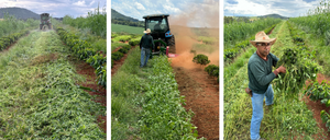 BRAZIL Fazenda Lagoinha ESP
