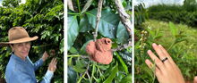 Afbeelding in Gallery-weergave laden, BRAZIL Fazenda Lagoinha ESP