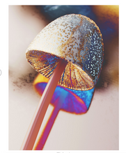 Afbeelding in Gallery-weergave laden, The Future is Fungi