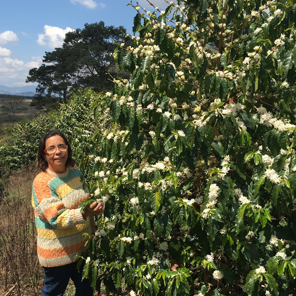 BRAZIL   Bota Fora ESP - WAY Coffee Roasters