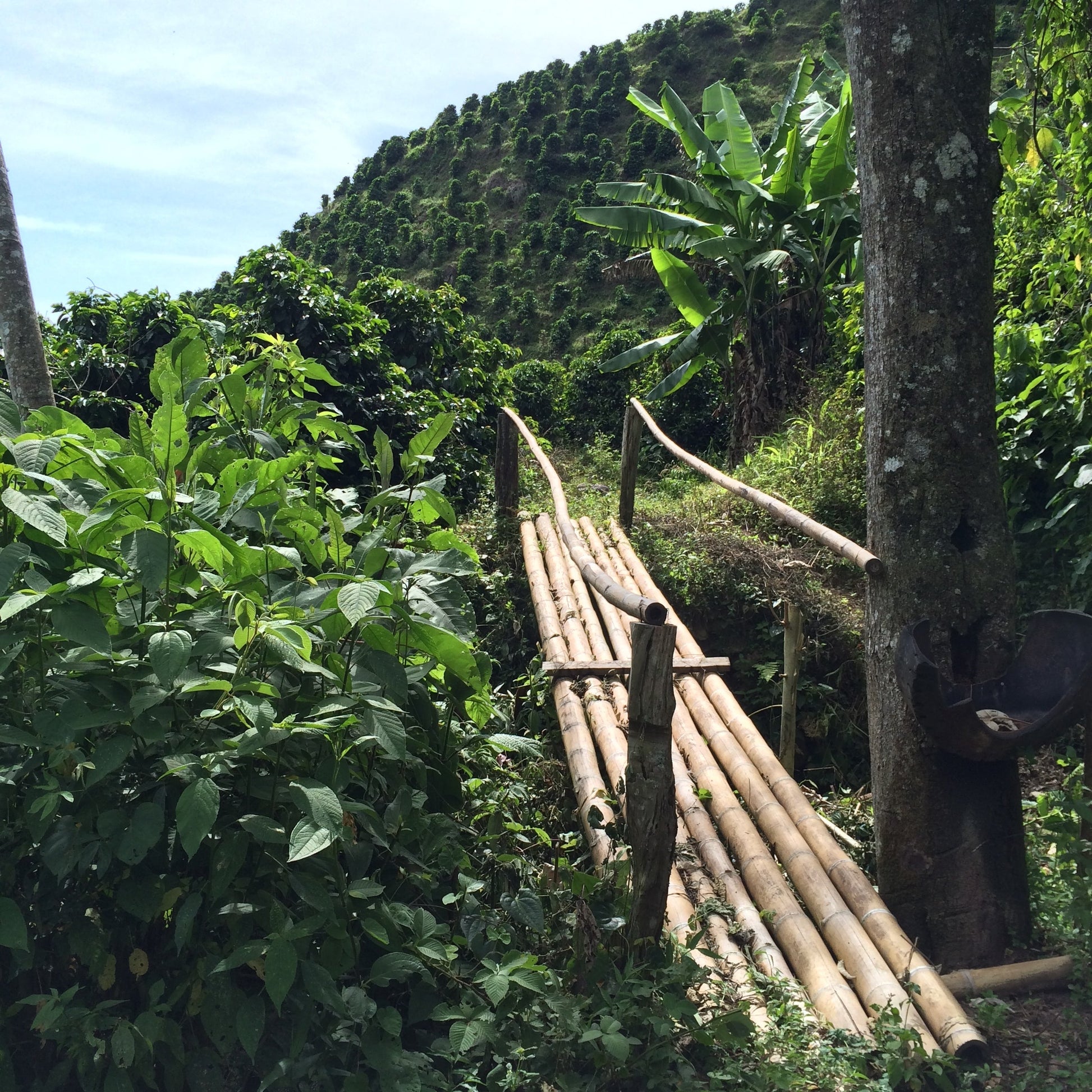 COLOMBIA  Tumbaga ESP Decaf - WAY Coffee Roasters