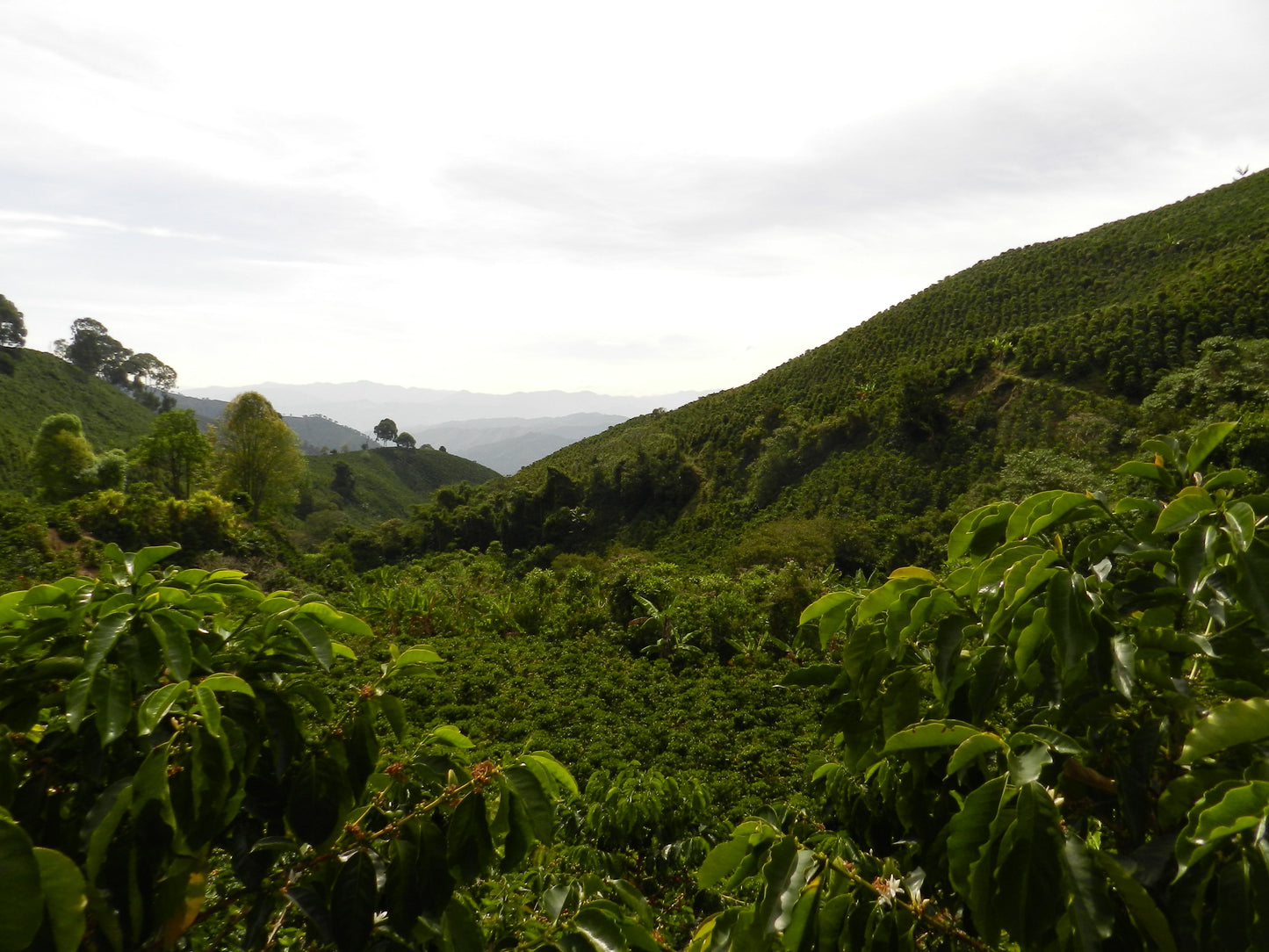 COLOMBIA  Tumbaga ESP Decaf - WAY Coffee Roasters