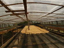 Afbeelding in Gallery-weergave laden, COLOMBIA  Tumbaga ESP Decaf