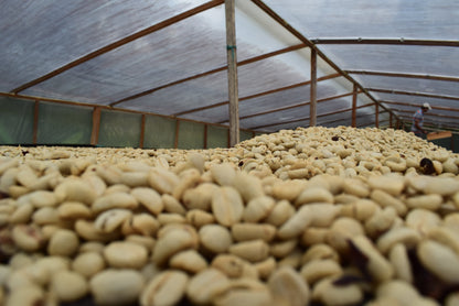 COLOMBIA  Tumbaga ESP Decaf - WAY Coffee Roasters