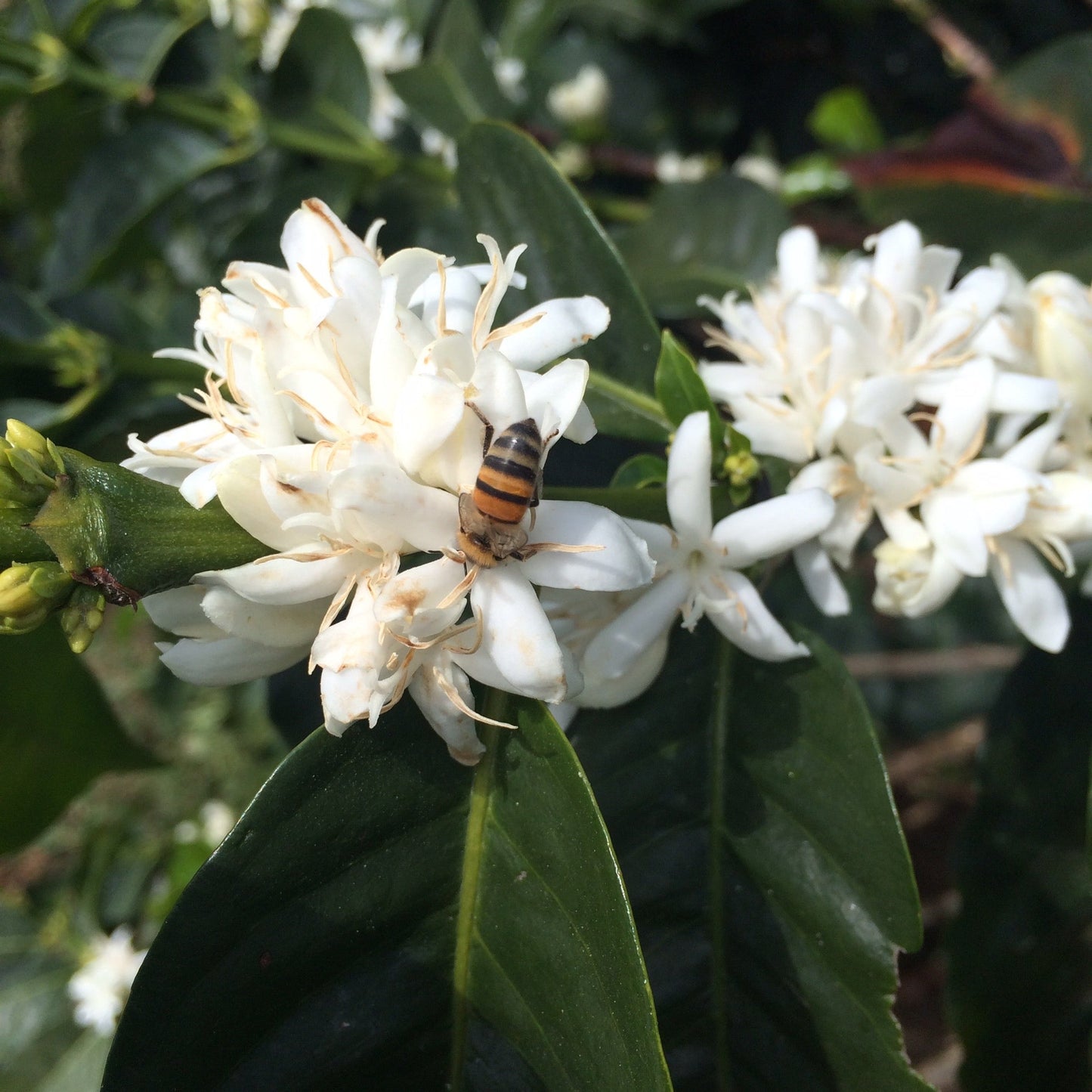 COLOMBIA  Tumbaga ESP Decaf - WAY Coffee Roasters