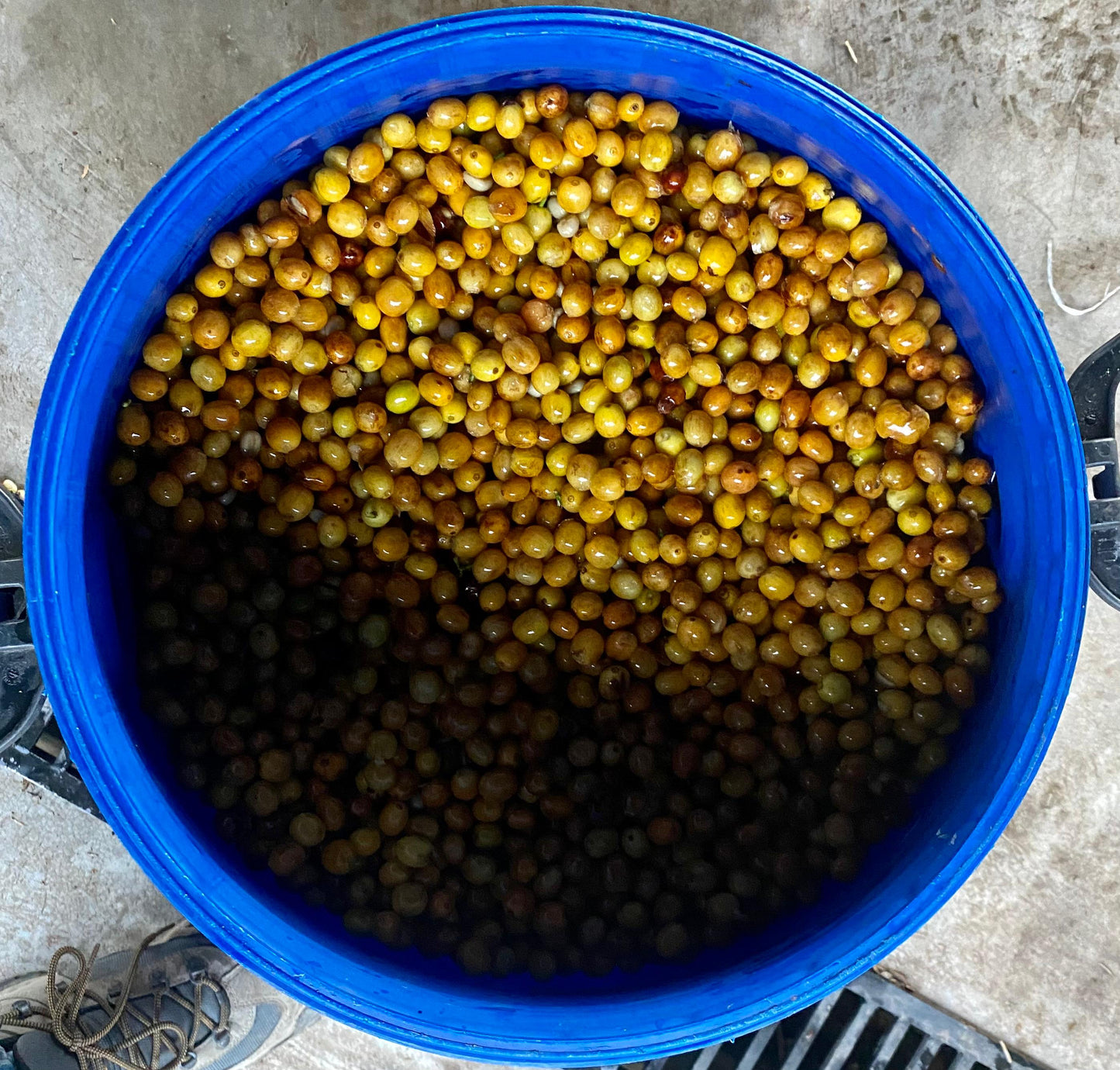 Eindejaarsspecial MEXICO Mar Mena Salazar FIL