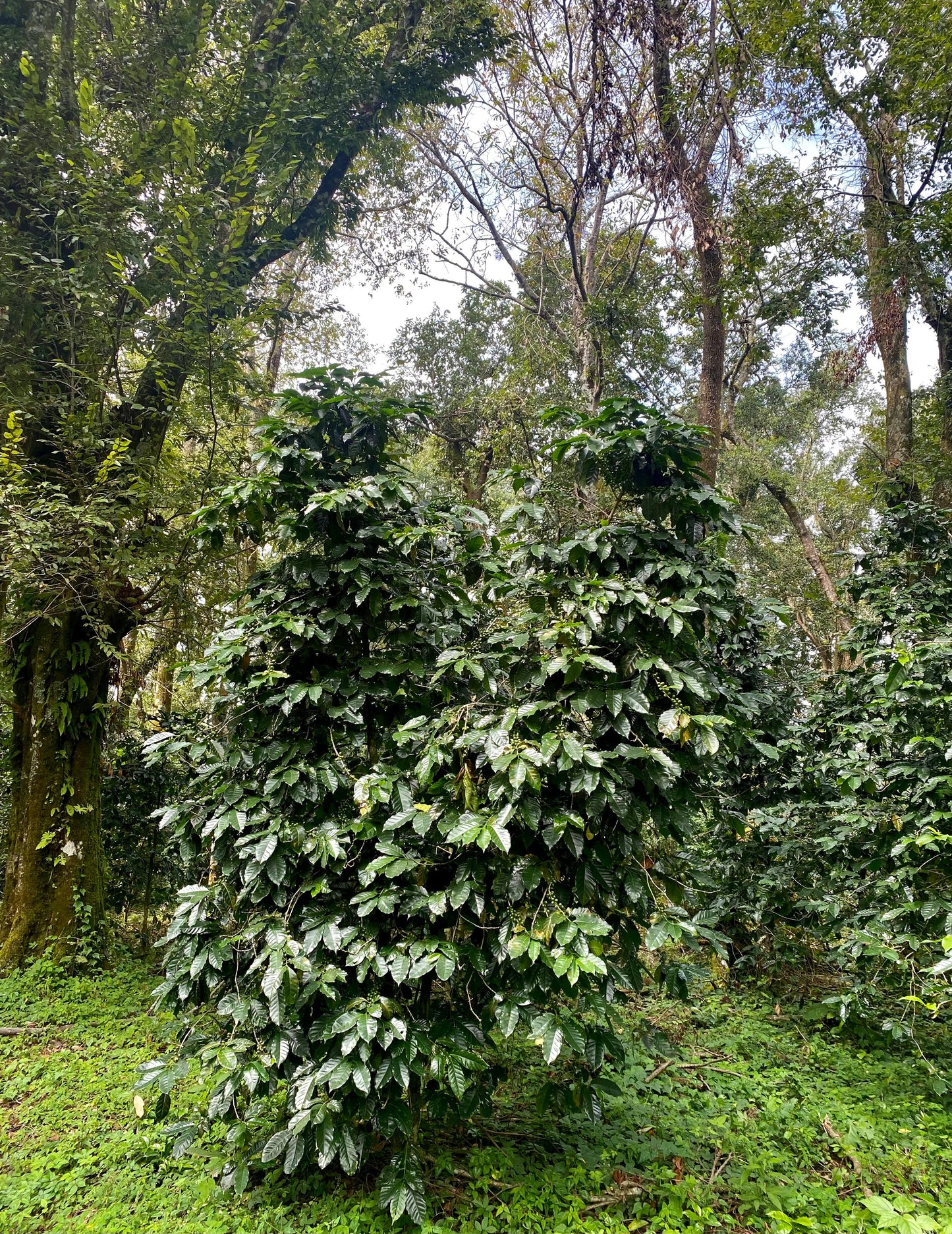 Eindejaarsspecial MEXICO Mar Mena Salazar FIL