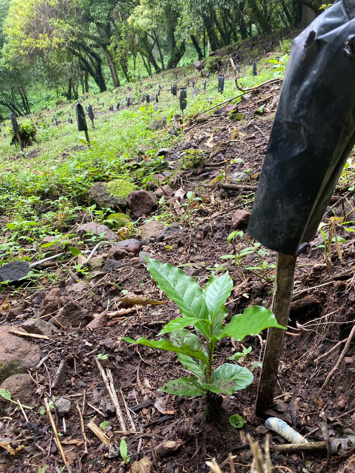 Eindejaarsspecial MEXICO Mar Mena Salazar FIL