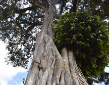 Afbeelding in Gallery-weergave laden, ETHIOPIA Garse ESP