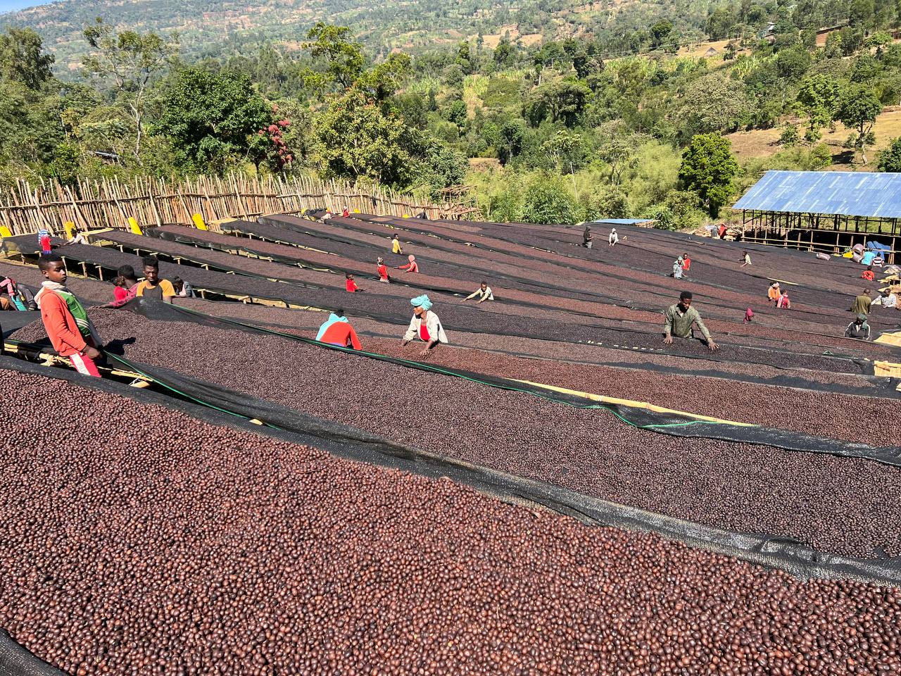 ETHIOPIA Alo FIL