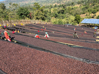 ETHIOPIA Alo FIL