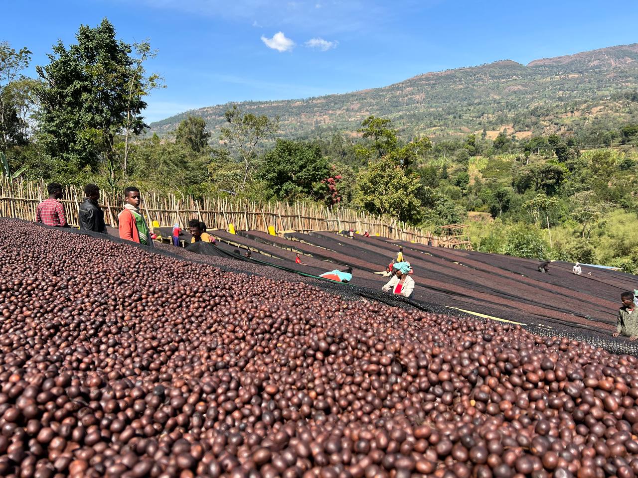 ETHIOPIA Alo FIL