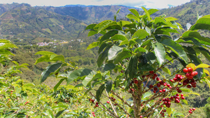 Eindejaarsspecial COLOMBIA El Porvenir - Wush Wush - Gezeild over de Oceaan | FIL