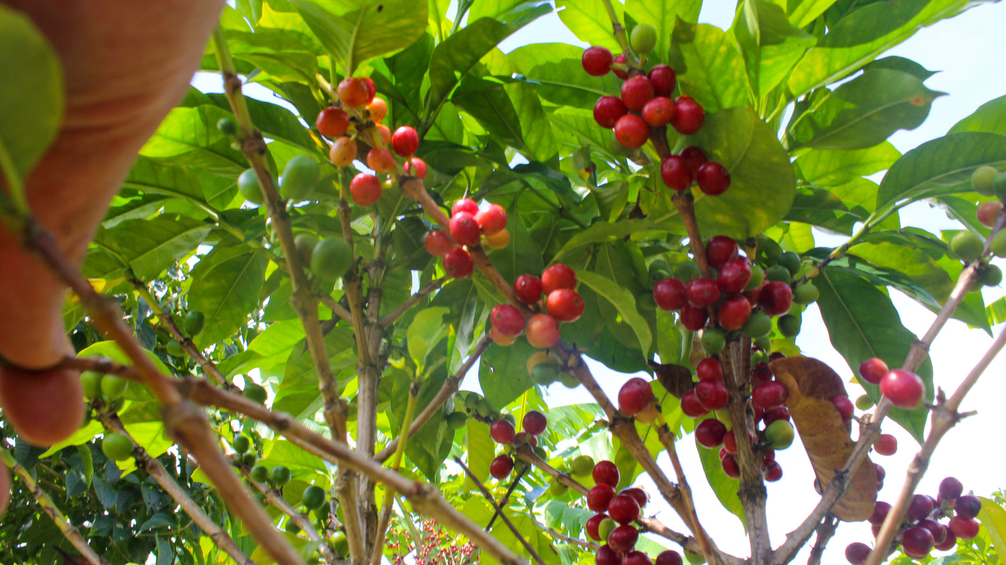 Eindejaarsspecial COLOMBIA El Porvenir - Wush Wush - Gezeild over de Oceaan | FIL