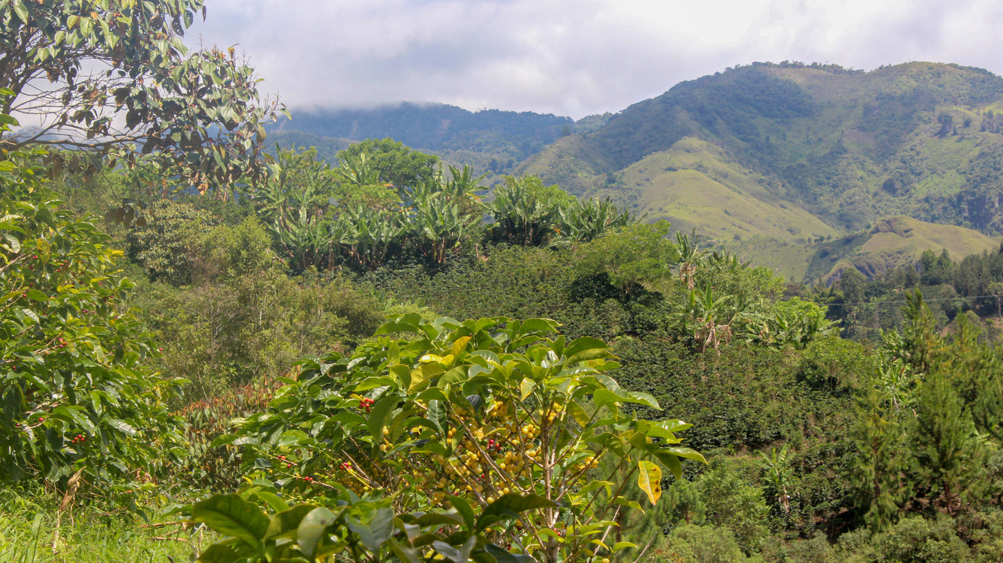 Eindejaarsspecial COLOMBIA El Porvenir - Wush Wush - Gezeild over de Oceaan | FIL