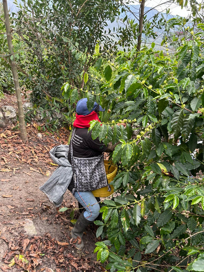 PERU Timbuyacu Red Bourbon FIL - WAY Coffee Roasters