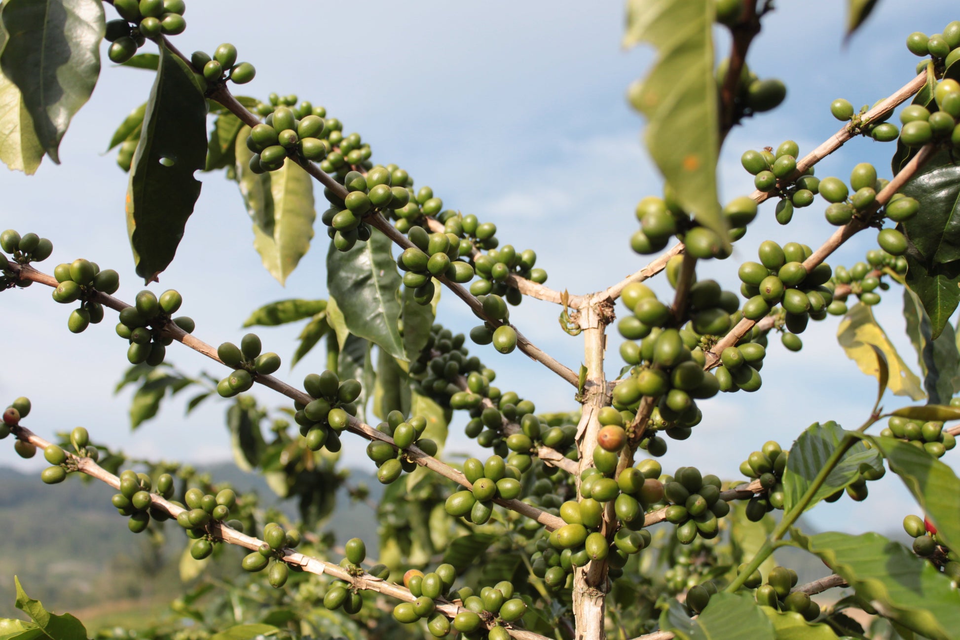 INDONESIA Sadayana FIL - WAY Coffee Roasters