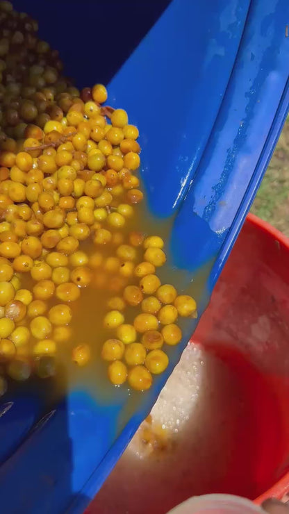 Eindejaarsspecial MEXICO Mar Mena Salazar FIL