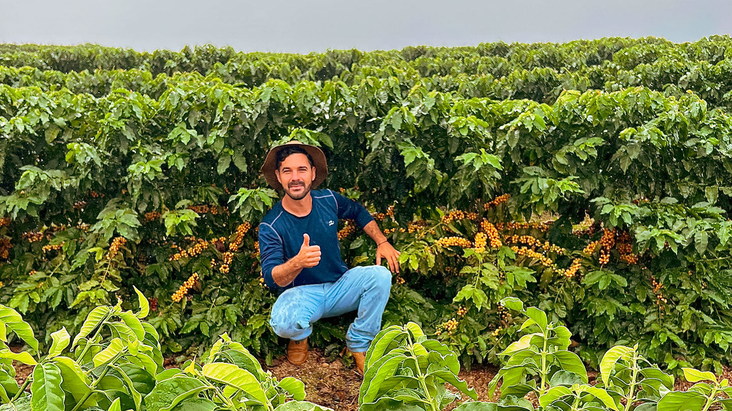 BRAZIL Fazenda Rodomunho ESP - WAY Coffee Roasters