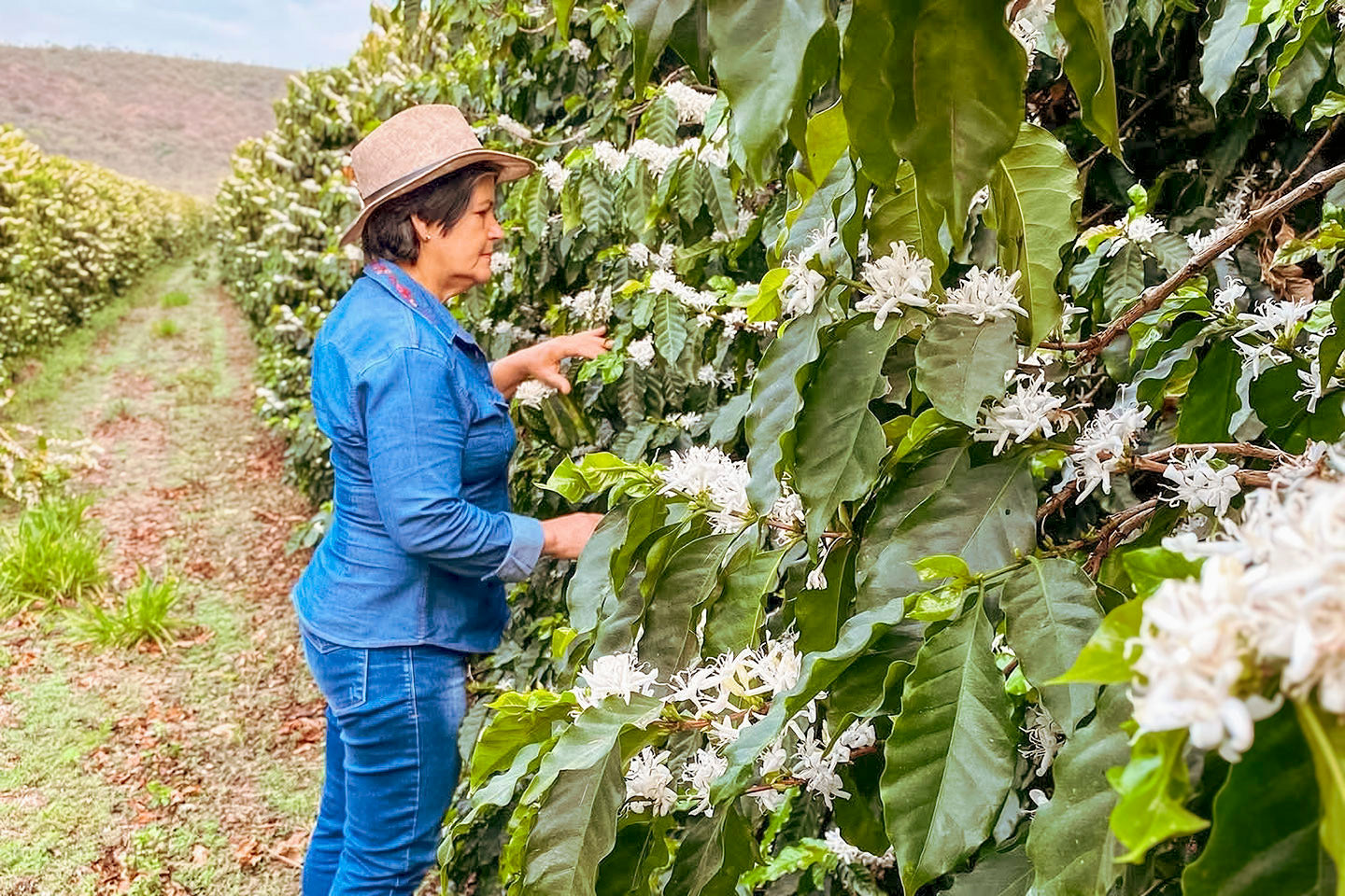 BRAZIL Fazenda Rodomunho ESP - WAY Coffee Roasters